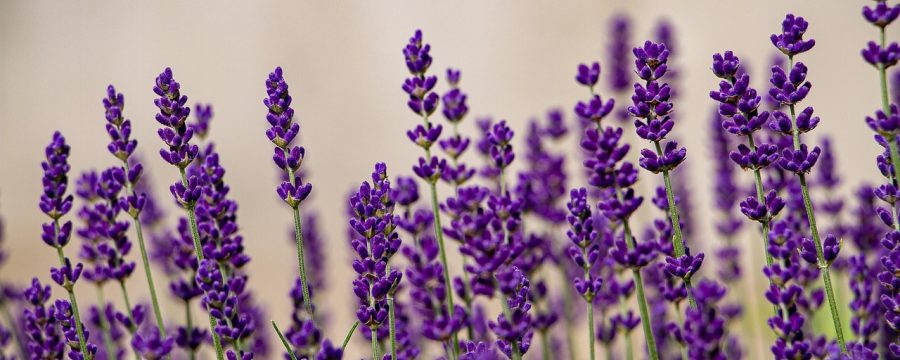 豆包·AI助手产品界面展示，深色背景配薰衣草紫主色调，对话框与功能面板清晰排布，专业简洁